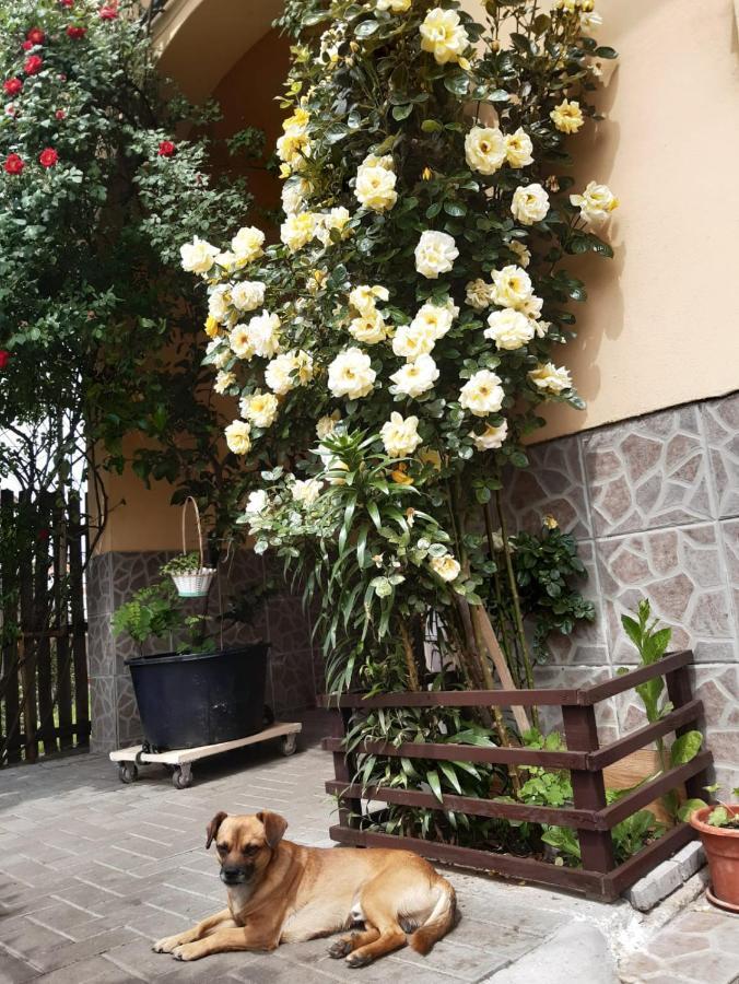 Pensiunea Cristiana Curtea de Argeş Extérieur photo