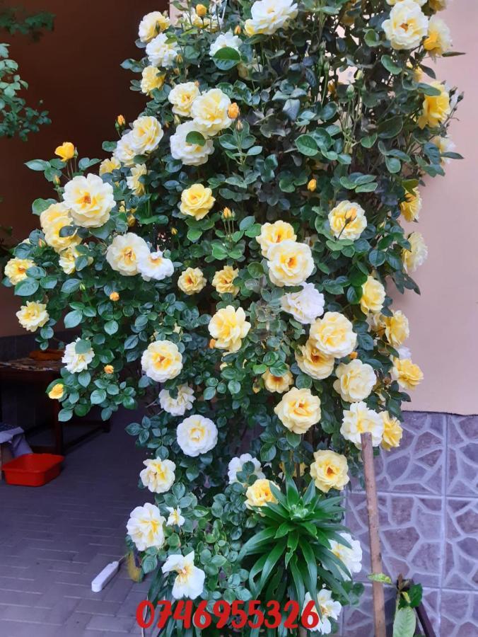 Pensiunea Cristiana Curtea de Argeş Extérieur photo